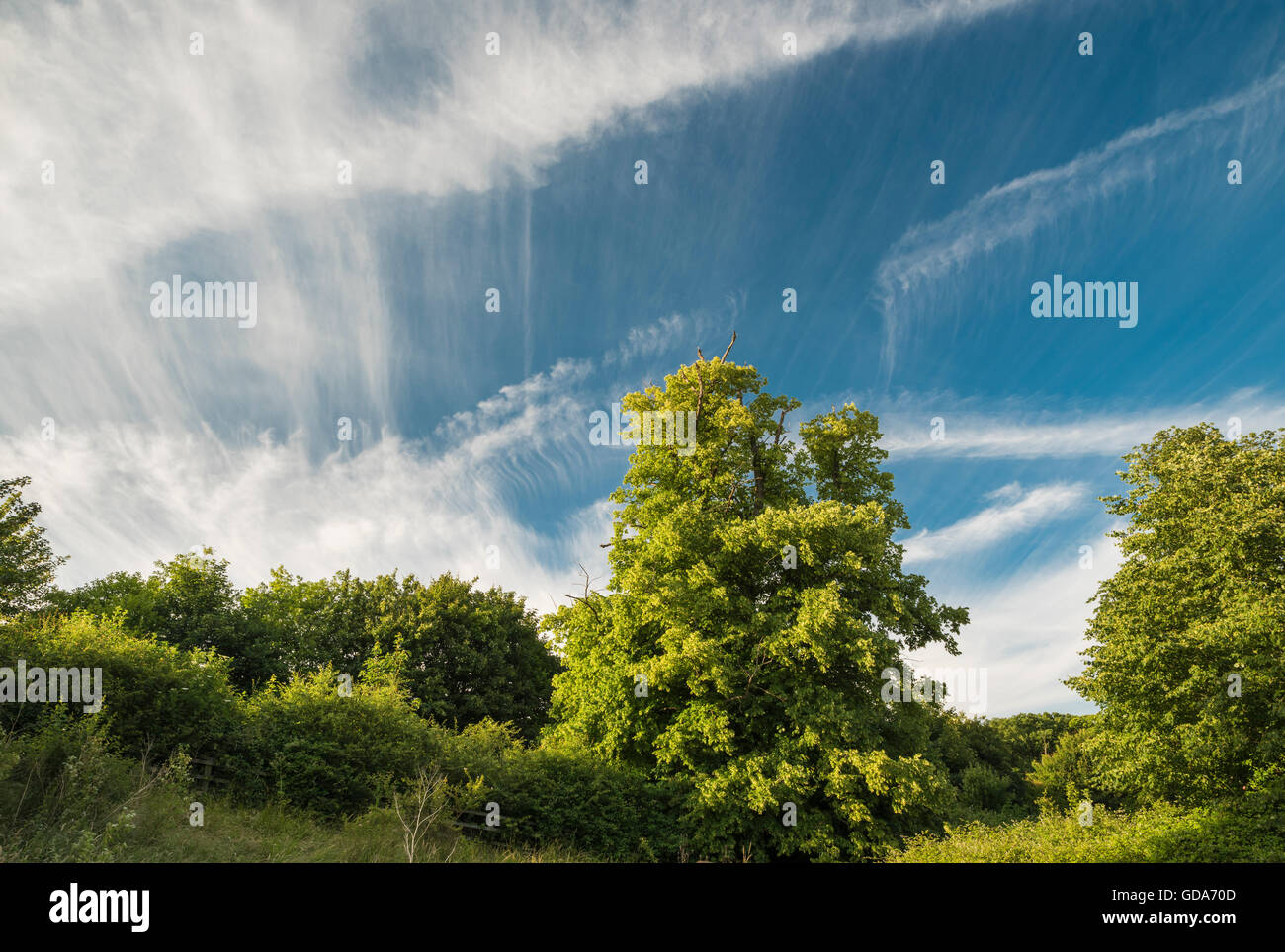 Woodland trees with spectacular cloud formations near Peterborough, Cambridgeshire, England Stock Photo