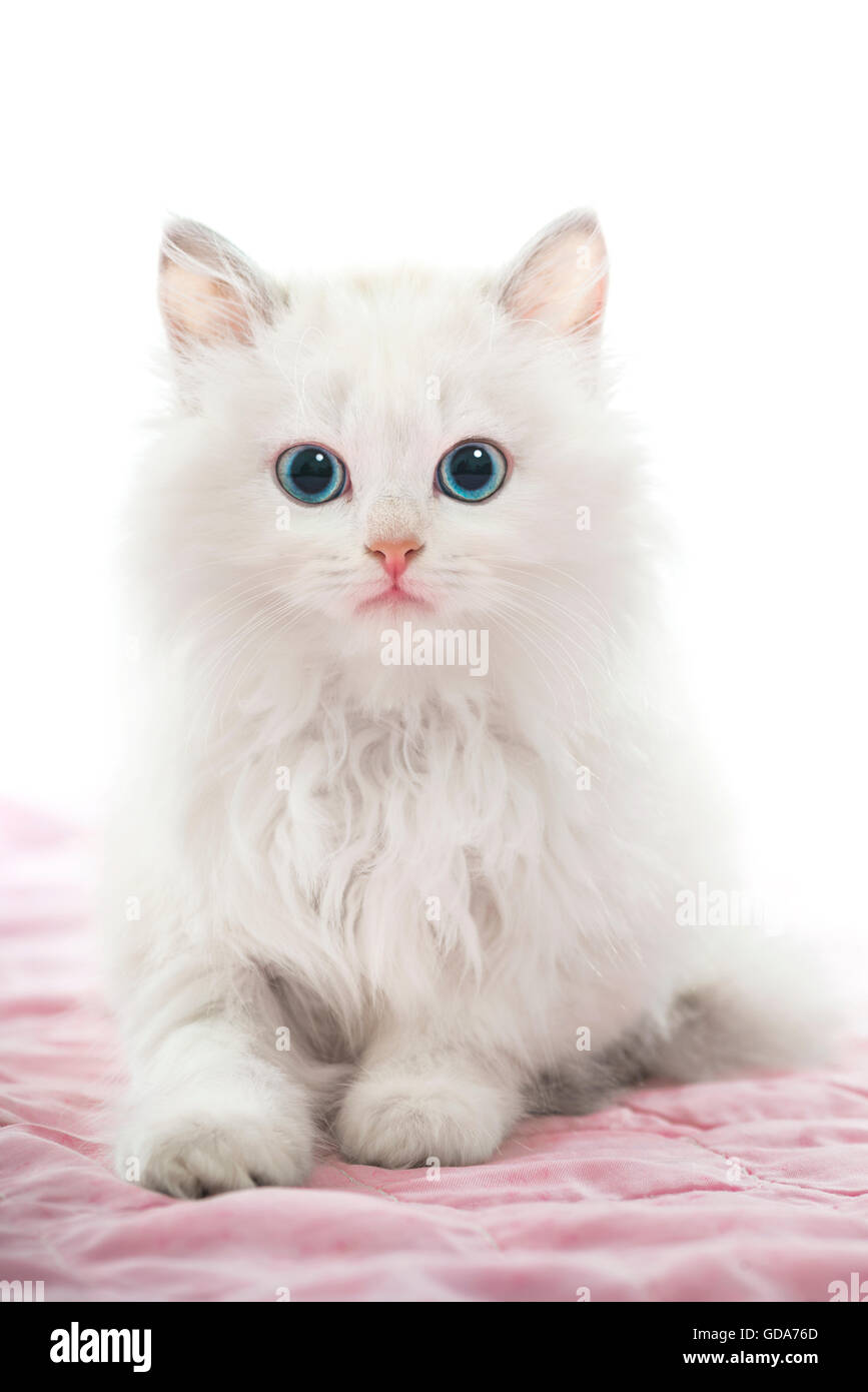 Beautiful Young White Cat with Blue Eyes on Pink Blanket Stock ...