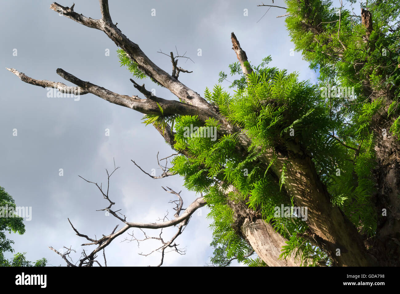 new leaves emerging from dead tree below overcast sky in color Stock Photo