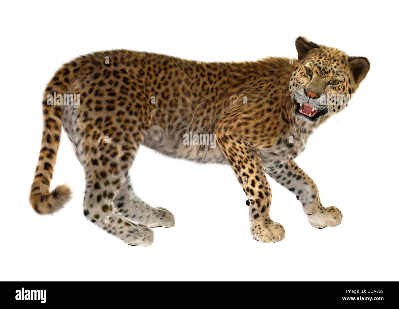 3D rendering of a big cat leopard isolated on white background Stock ...