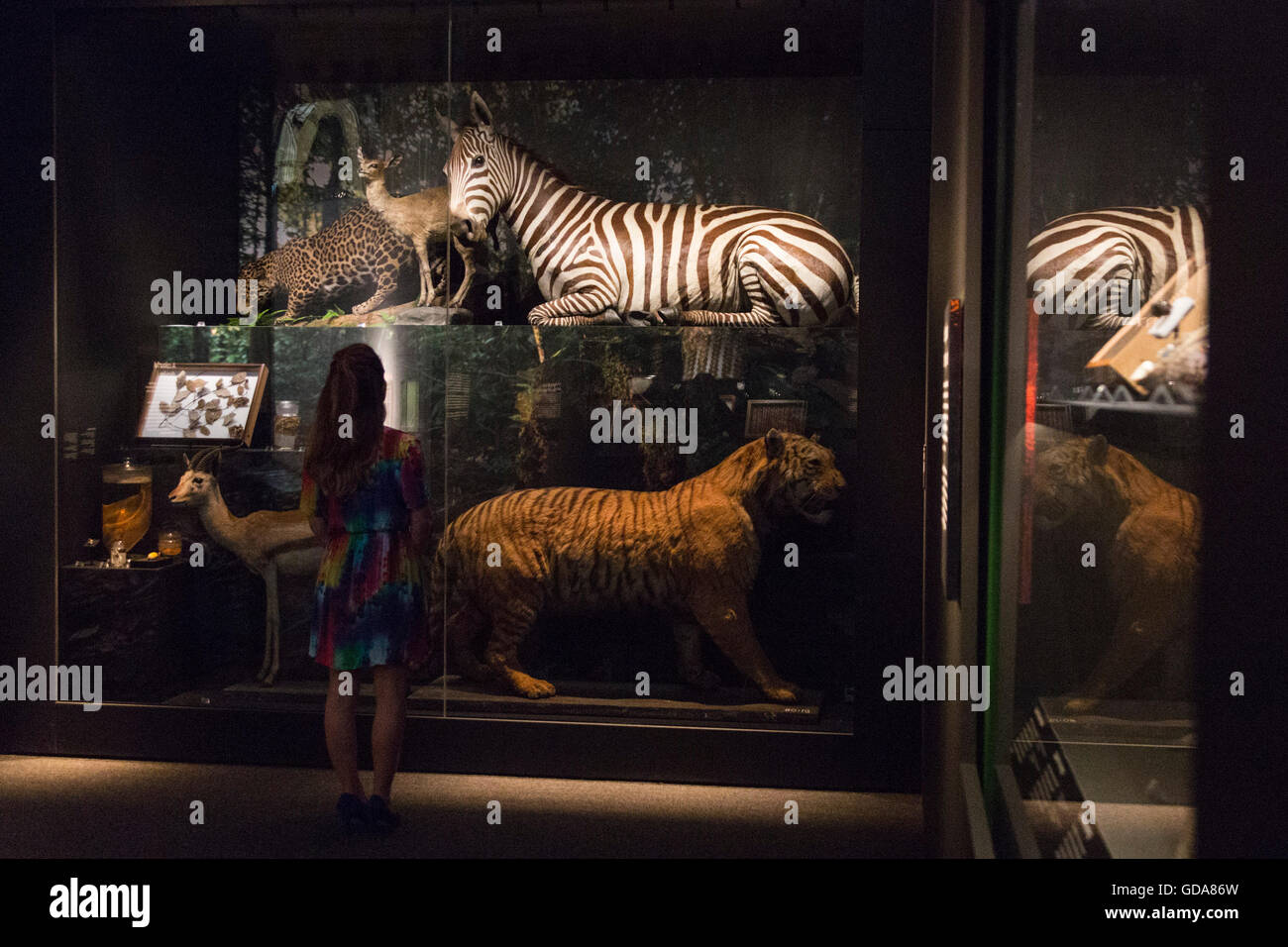 London, UK. 13 July 2016. A curator looks at animal fur used as camouflage. This summer, the Natural History Museum explores nature's palette in its Colour and Vision - Through the Eyes London, UK. 13 July 2016. A curator looks at animal fur used as camouflage. This summer, the Natural History Museum explores nature's palette in its Colour and Vision - Through the Eyes