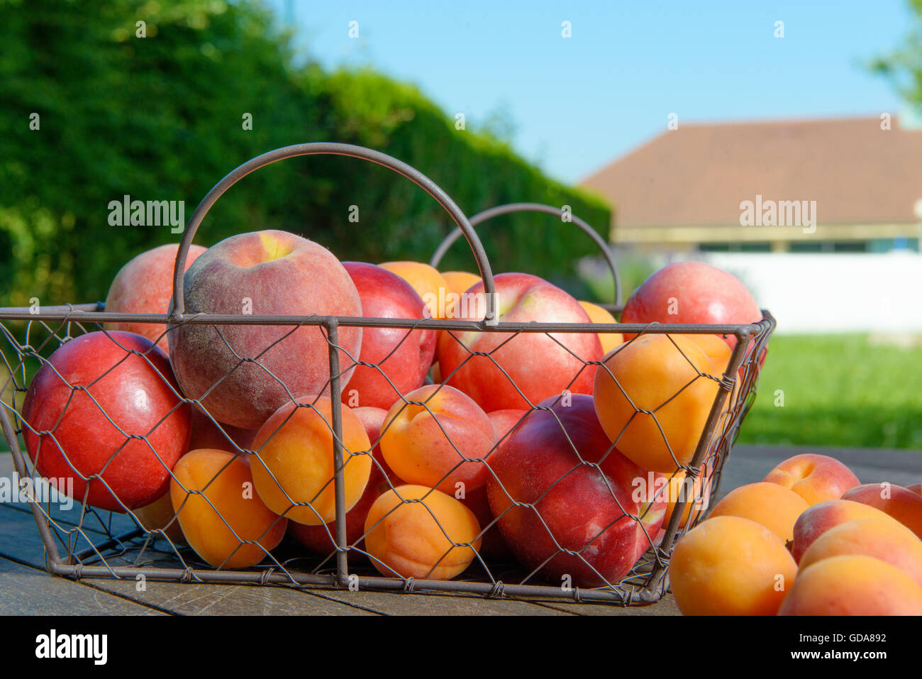 peaches and apricots Stock Photo Alamy