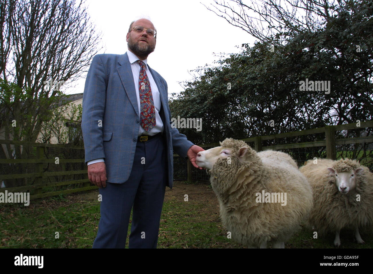 Dr Ian Wilmut, one of the scientists behind the development of Dolly (pictured), the first genetically copied sheep, at Roslin Institute near Edinburgh where they work. Dolly was a female domestic sheep, and the first mammal cloned from an adult somatic cell, using the process of nuclear transfer. The photographs taken by Colin McPherson this day were the last before Dolly was euthanised  on 14 February 2003 because she had a progressive lung disease and severe arthritis. Stock Photo
