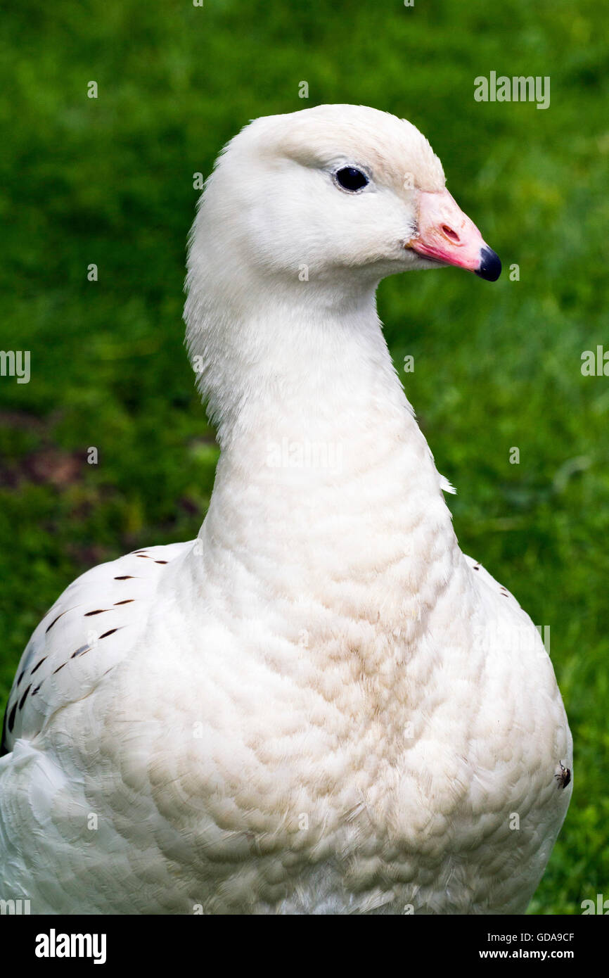 Andean goose (Chloephaga melanoptera) Stock Photo