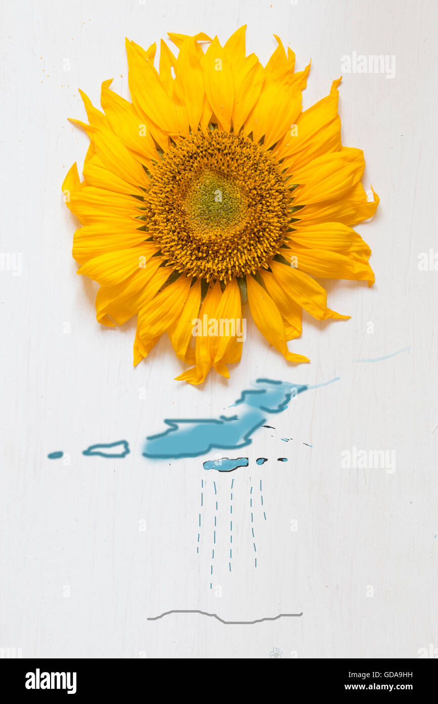 autumn concept , sunflower - sun and rain with clouds Stock Photo