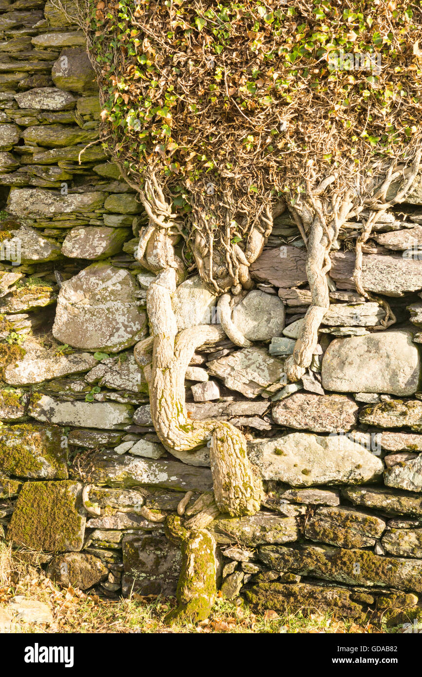 Ireland, Kerry, County Kerry, Ballycarbery Castle, roots on a stone wall Stock Photo