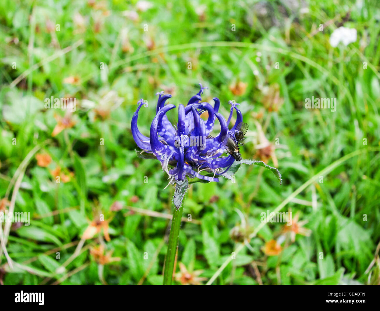 Italy, Trentino-Alto Adige, Sextener Dolomites, multi-day hike, purple flower in a meadow, spherical devil's claw on the way to Forcella Popera Stock Photo