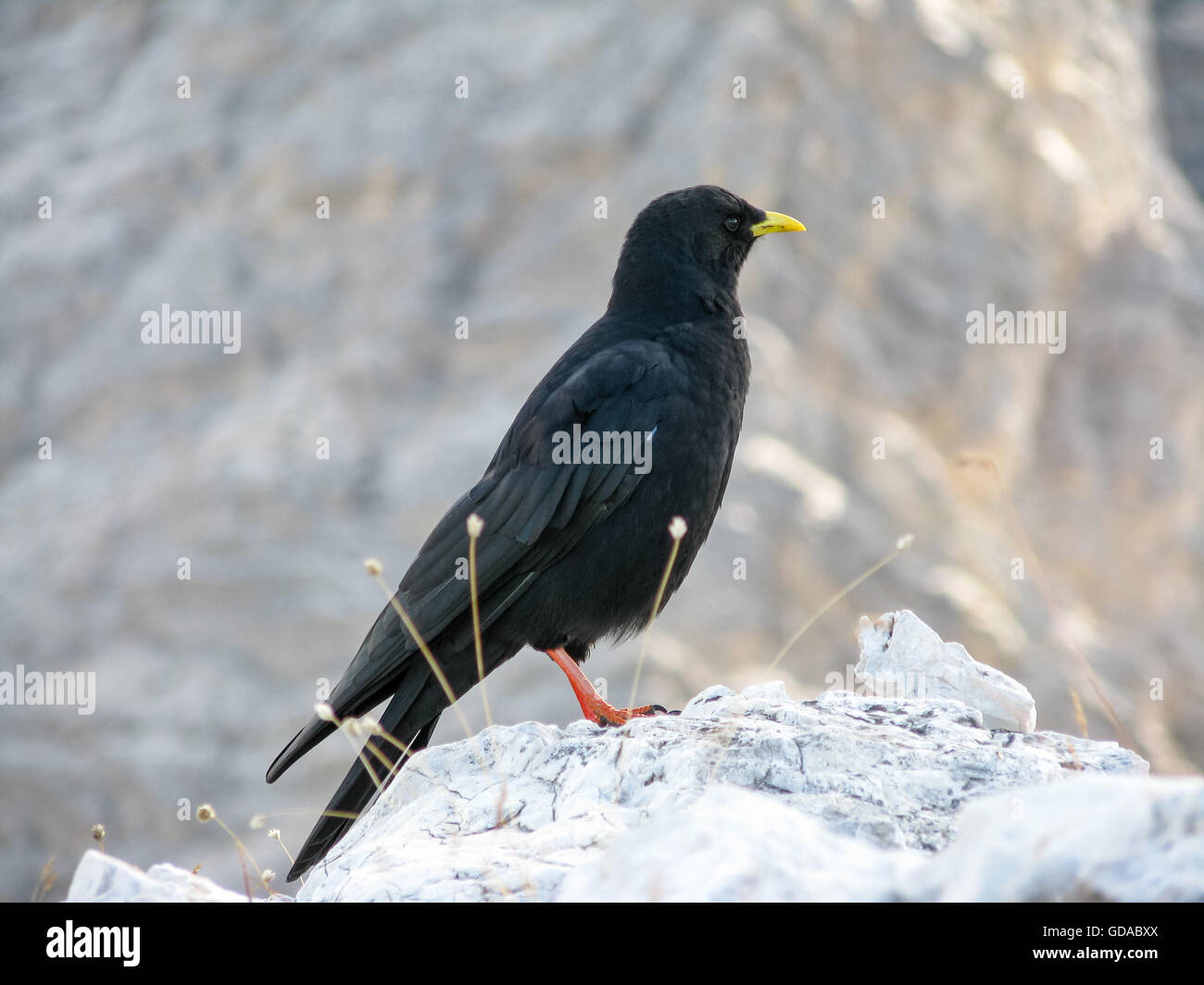 Italy, Trentino-Alto Adige, Provincia di Bolzano, Black bird, on the Lord's Summit, crow Stock Photo