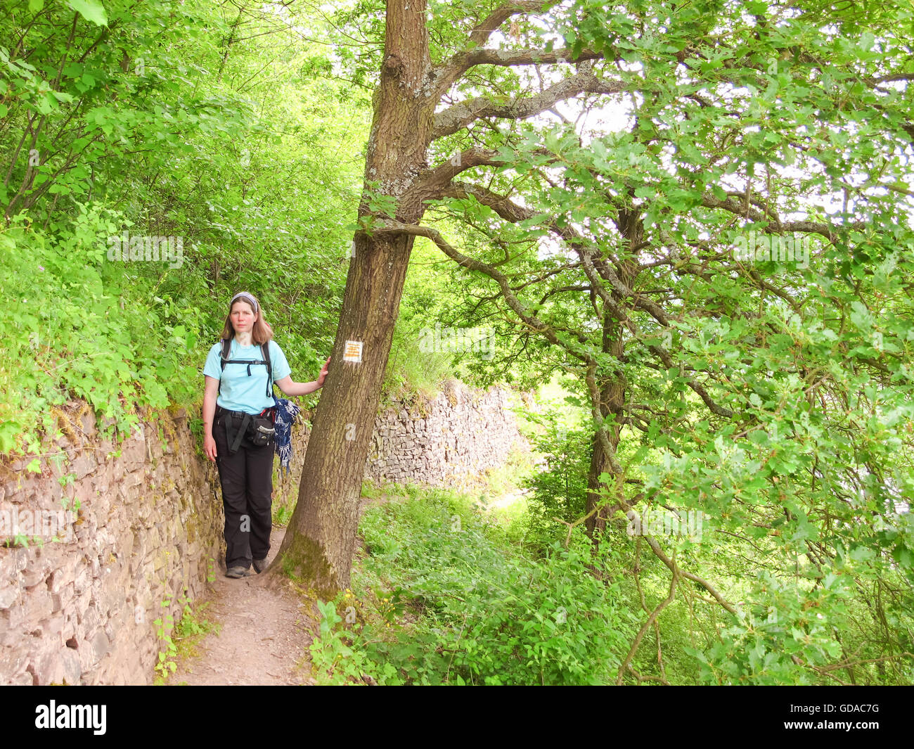 Germany, Rhineland-Palatinate, Bruttig-Fankel, On the Mosel steep path, between Beilstein and Cochem, hiker on narrow path and Mosel steep pathmarks Stock Photo