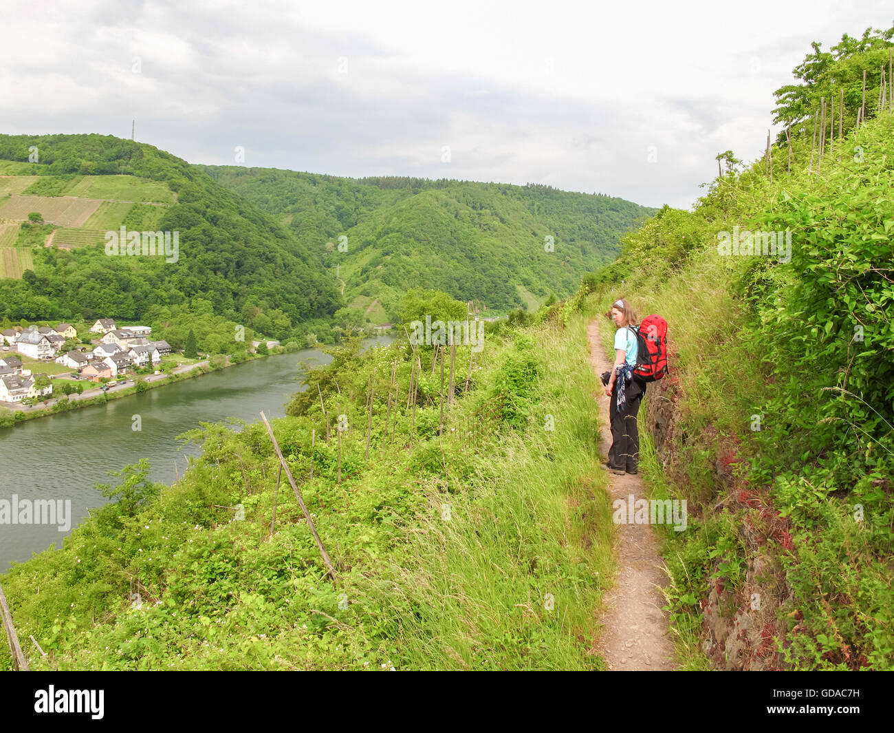 Germany, Rhineland-Palatinate, Bruttig-Fankel, On the Mosel steep path, hiker on narrow path through abandoned vineyards Stock Photo