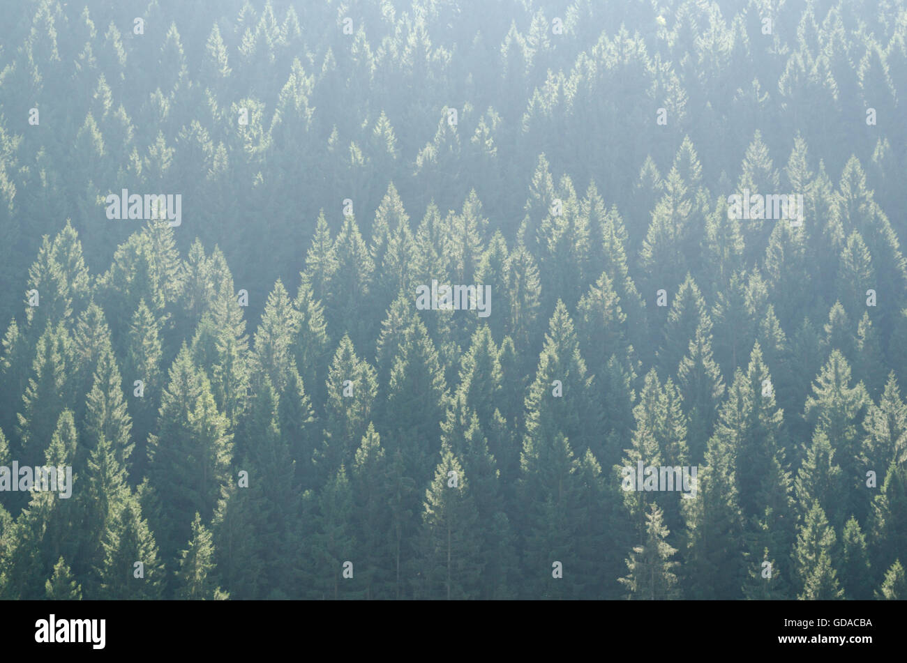 Germany, Lower Saxony, Okertal, Tannenwald, hiking in the Harz Mountains Stock Photo