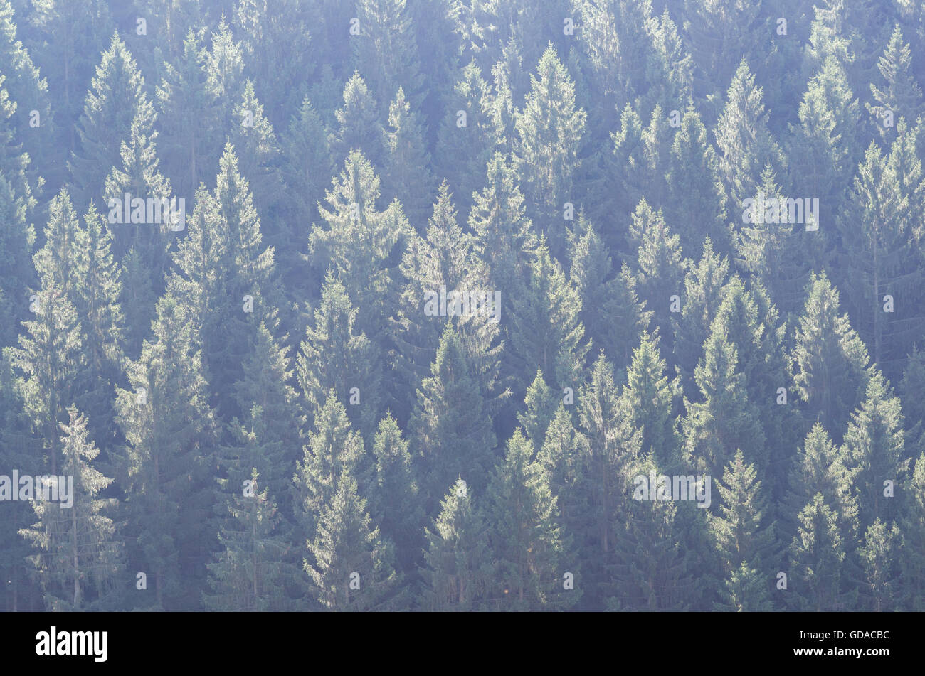 Germany, Lower Saxony, Okertal, Tannenwald, hiking in the Harz Mountains Stock Photo
