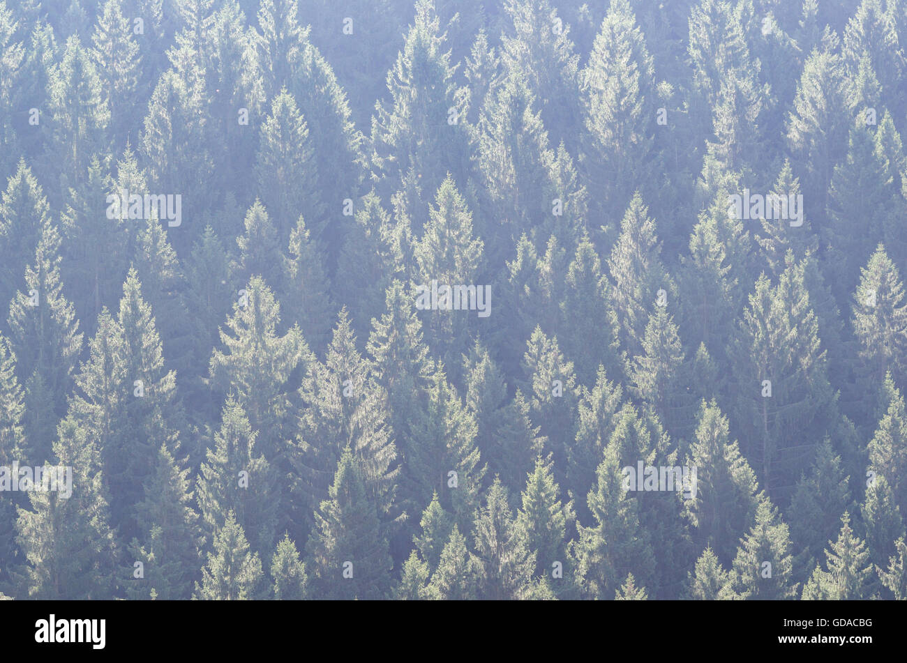 Germany, Lower Saxony, Okertal, Tannenwald, hiking in the Harz Mountains Stock Photo