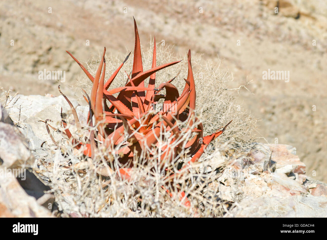 Namibia, Karas, Fishriver Canyon, an aloe, it is a plant genus from the subfamily of the Affodillgewaese (Asphodeloideae) Stock Photo
