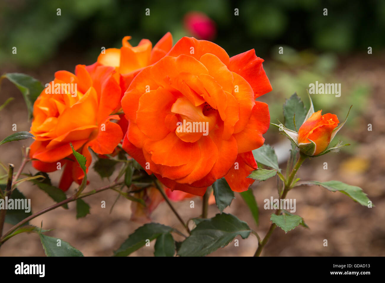 Award winning rose Super Trouper, a bright orange floribunda, which won novelty rose of the year in 2010 Stock Photo