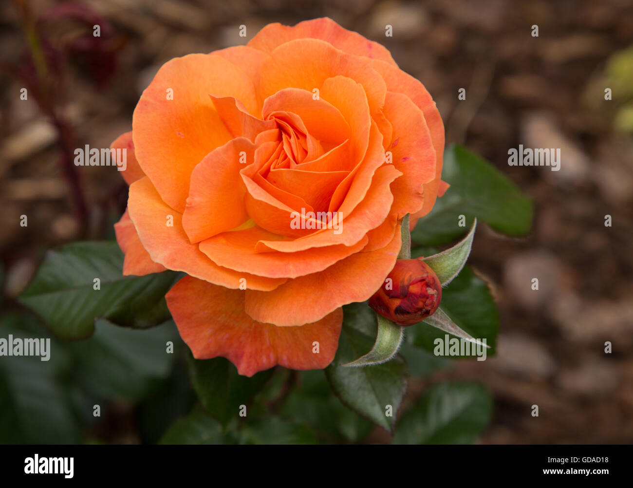 Tatton 'Fryentice', a bright orange floribunda rose Stock Photo