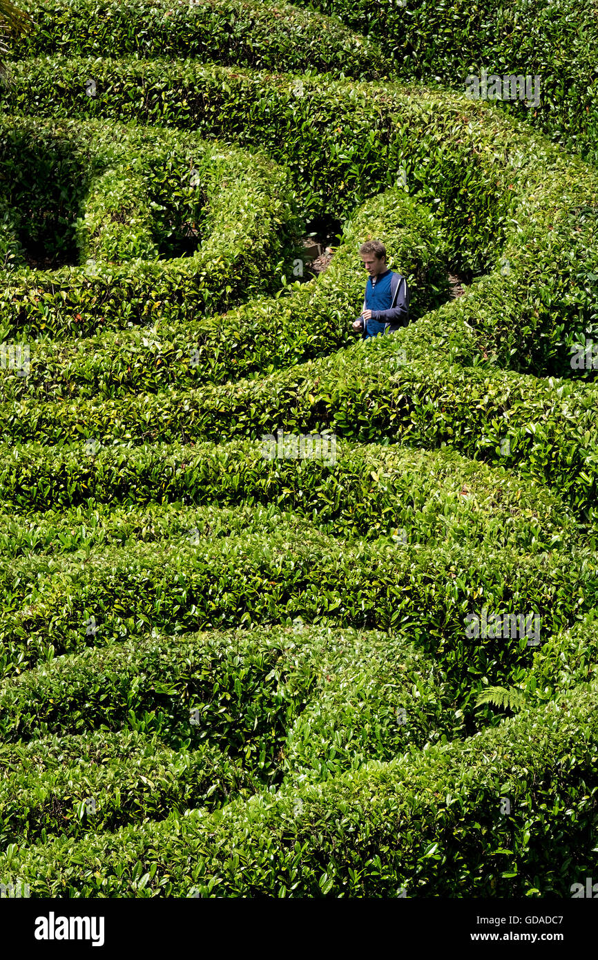 A person lost in a laurel maze. Stock Photo