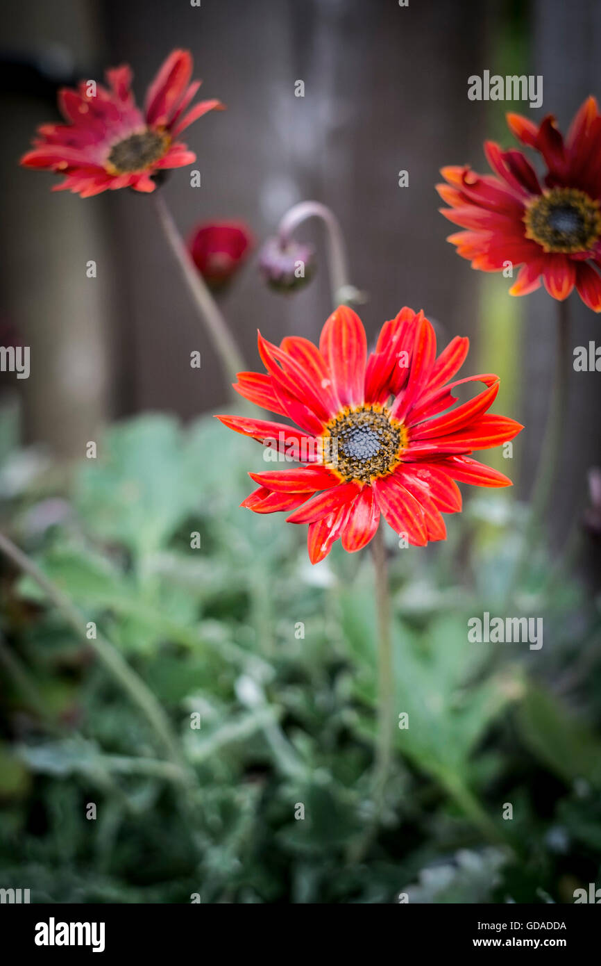 Arctotis Stock Photo - Alamy