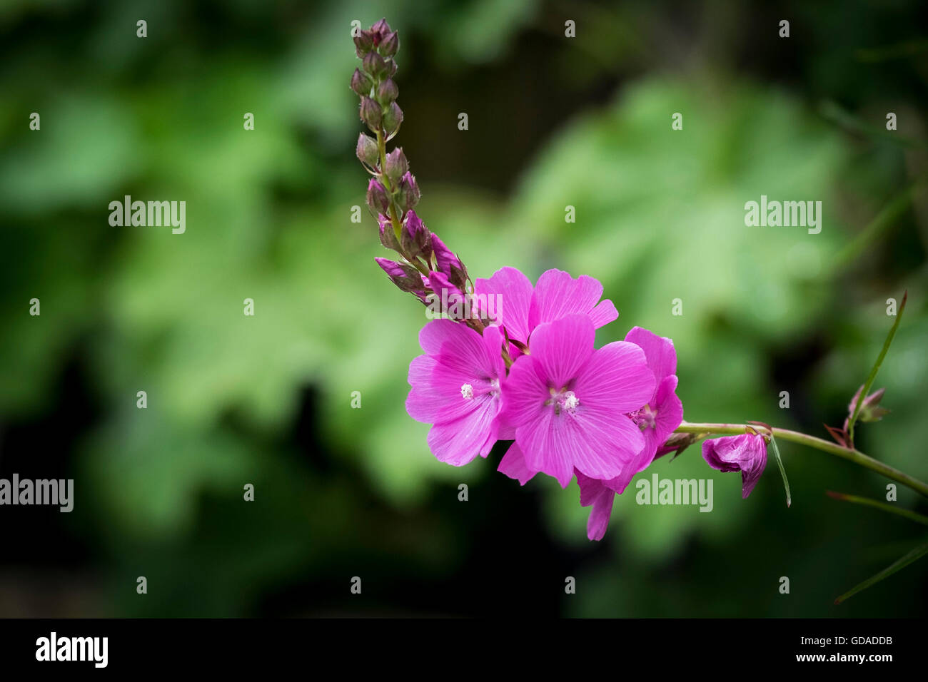 Sidalcea, Rose Queen Stock Photo - Alamy