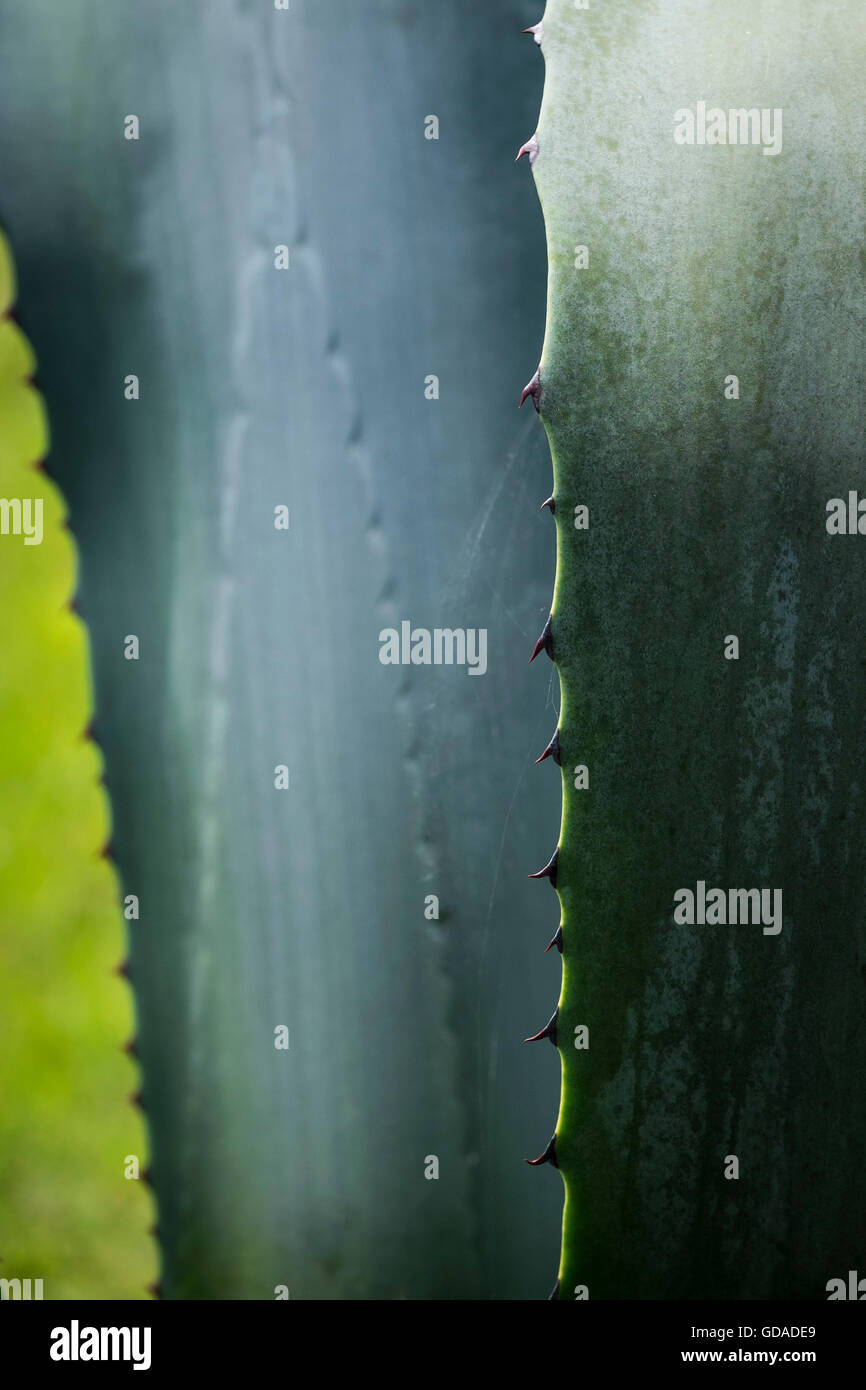 The prickles of a specimen Agave americana. Stock Photo