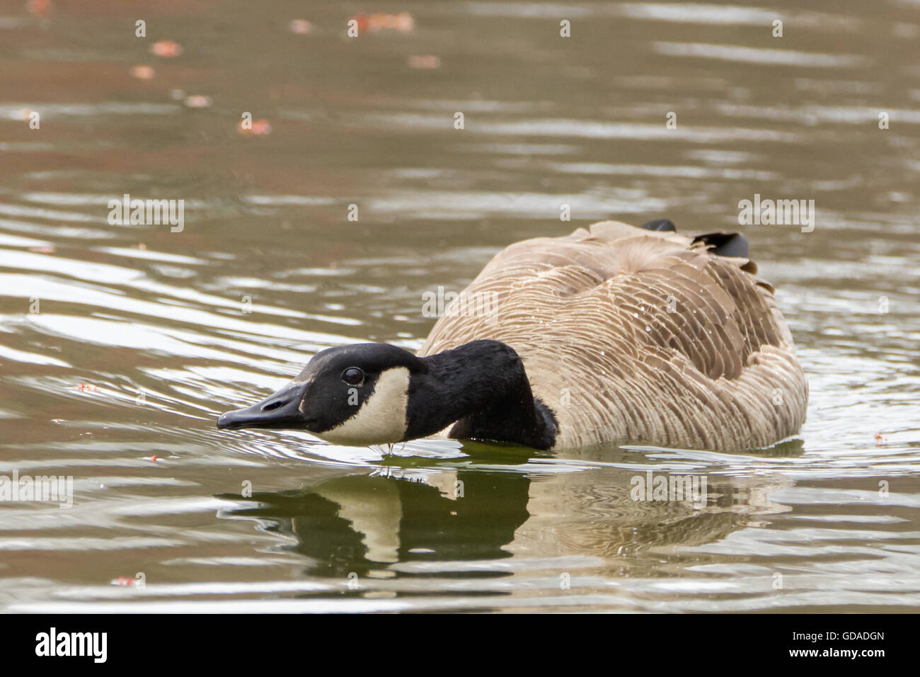 Canada geese can top you eat noodles