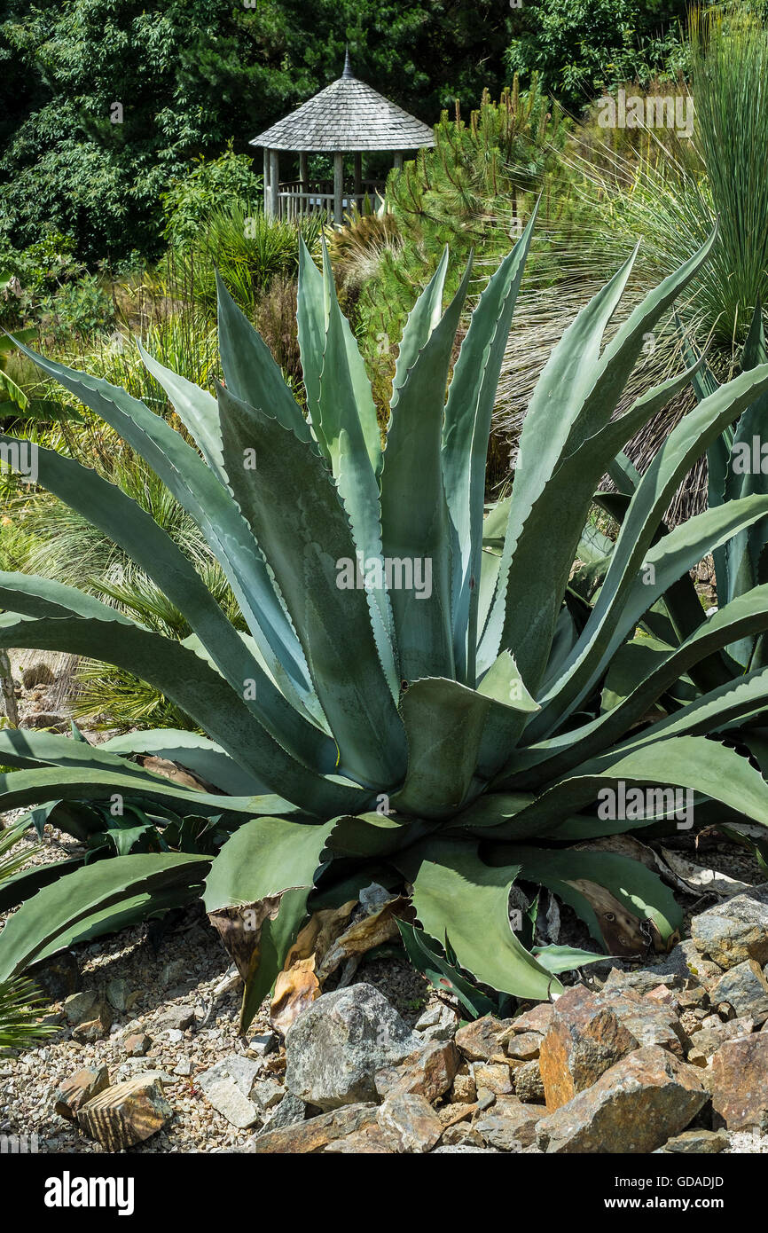 A specimen Agave americana in Tremenheere Sculpture Gardens in Cornwall. Stock Photo