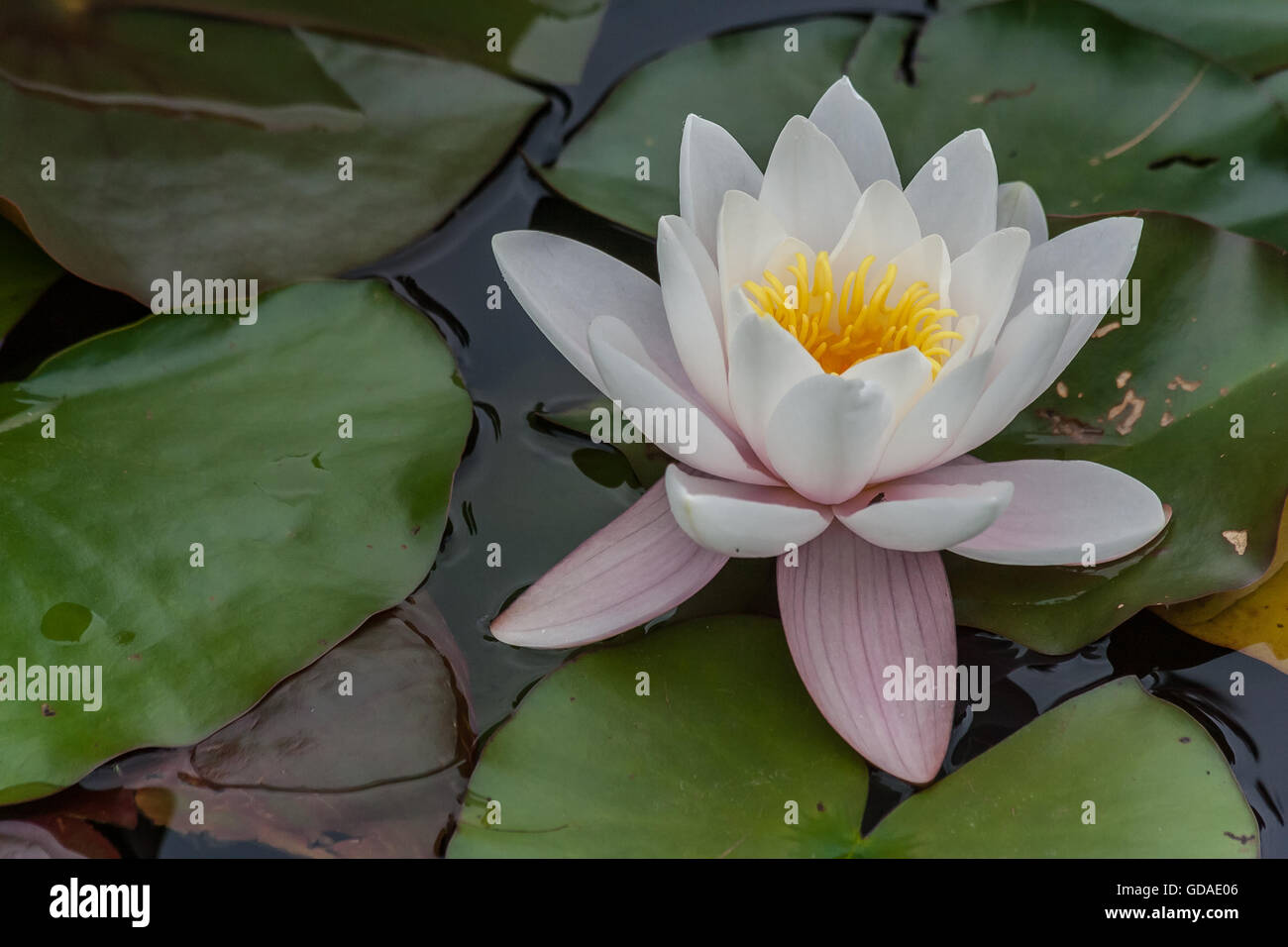 white lotus flower and green leaves in a pond Stock Photo