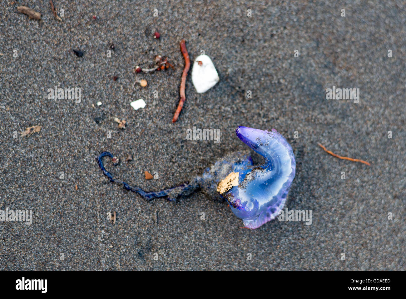 Costa Rica, Limón, Tortuguero National Park, Jellyfish, Portuguese