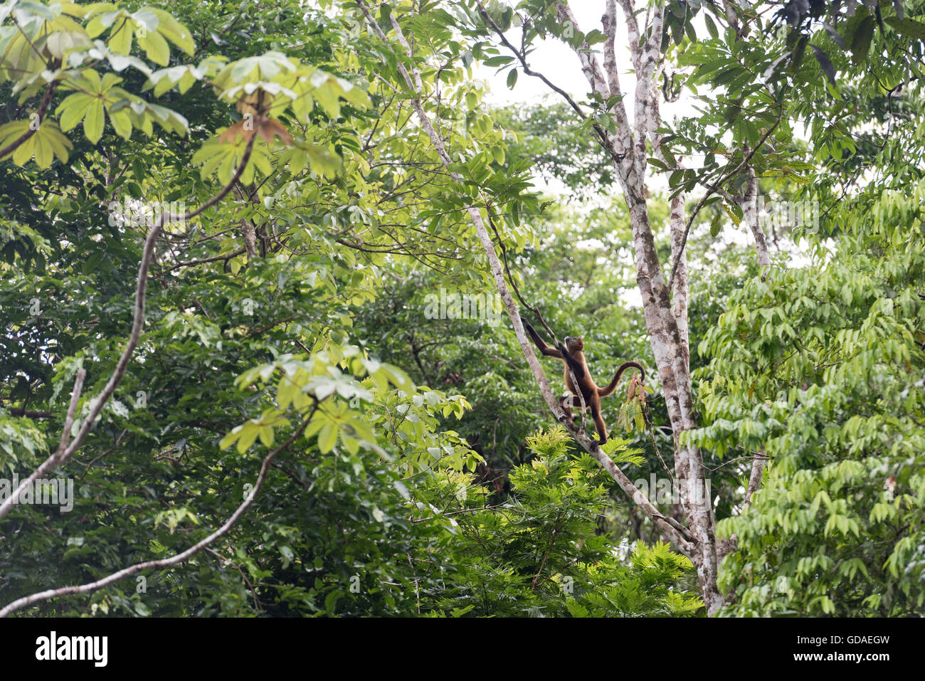 Costa Rica, Limón, Tortuguero, Tortuguero National Park, Ateles (Ateles) are a genus of the primate family atelids (Atelidae) within the New World Stock Photo