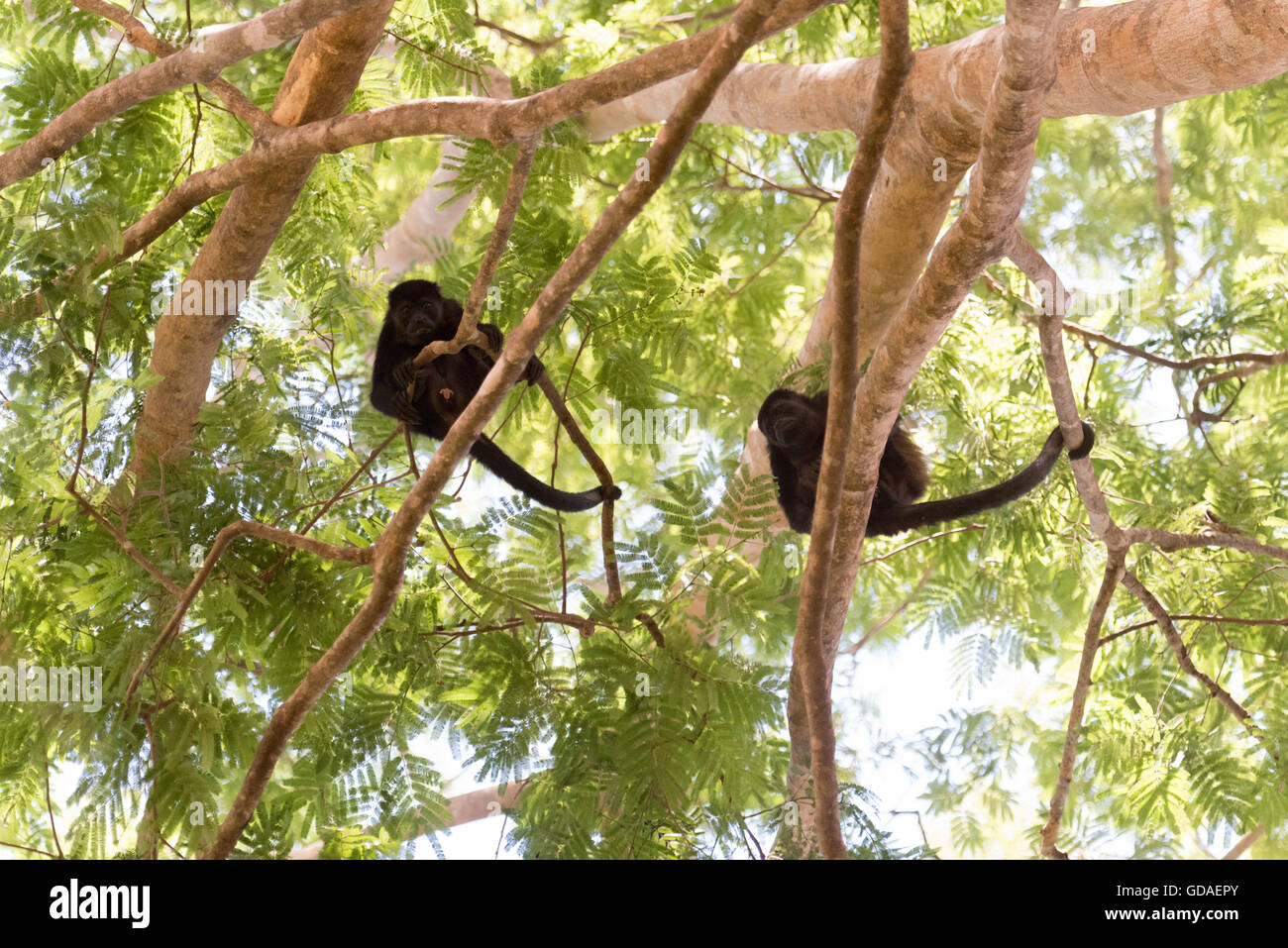 Costa Rica, Guanacaste, Coco, howler monkeys (Alouatta) are a primate genus from the family atelids (Atelidae) Stock Photo