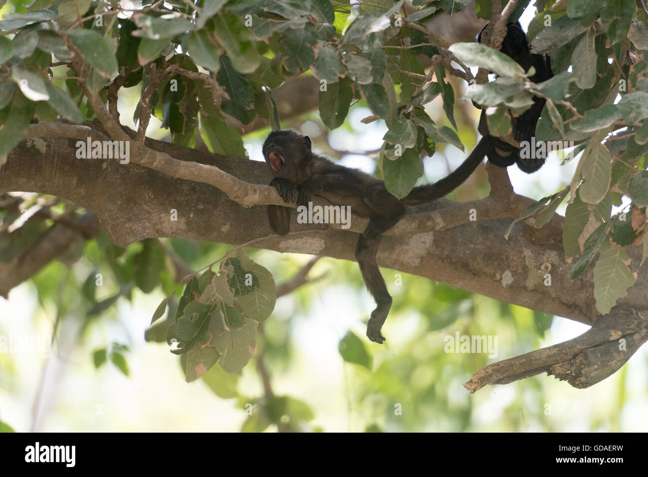 Costa Rica, Guanacaste, Tamarindo, howler monkeys (Alouatta) are a