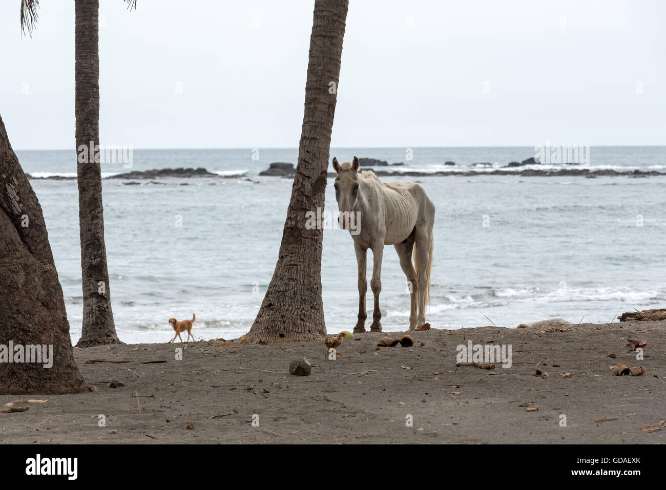 Costa Rica, Guanacaste, Restored horse on the beach at Venado Stock Photo