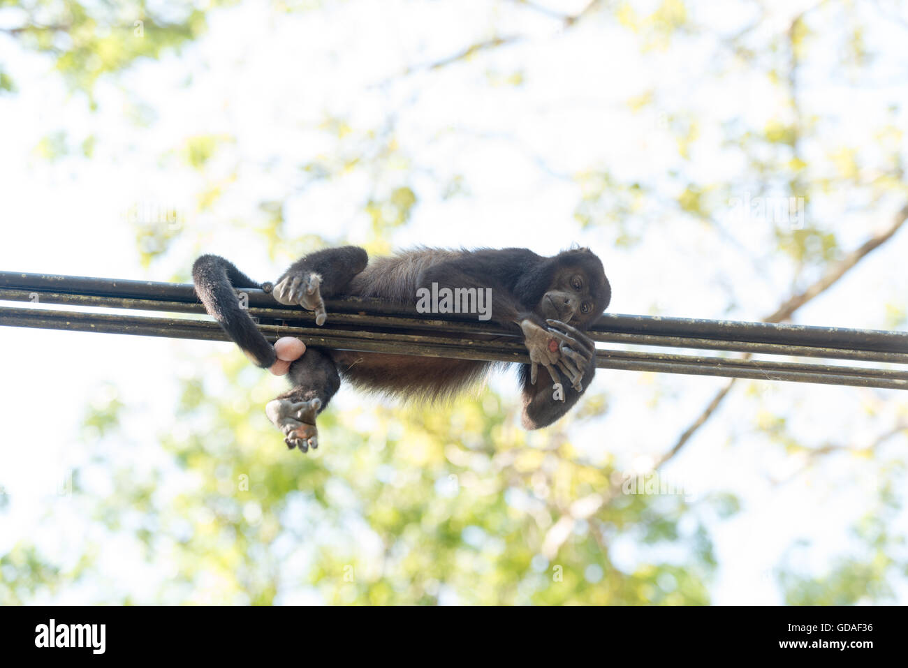 Monkey hanging from tail hi-res stock photography and images - Alamy