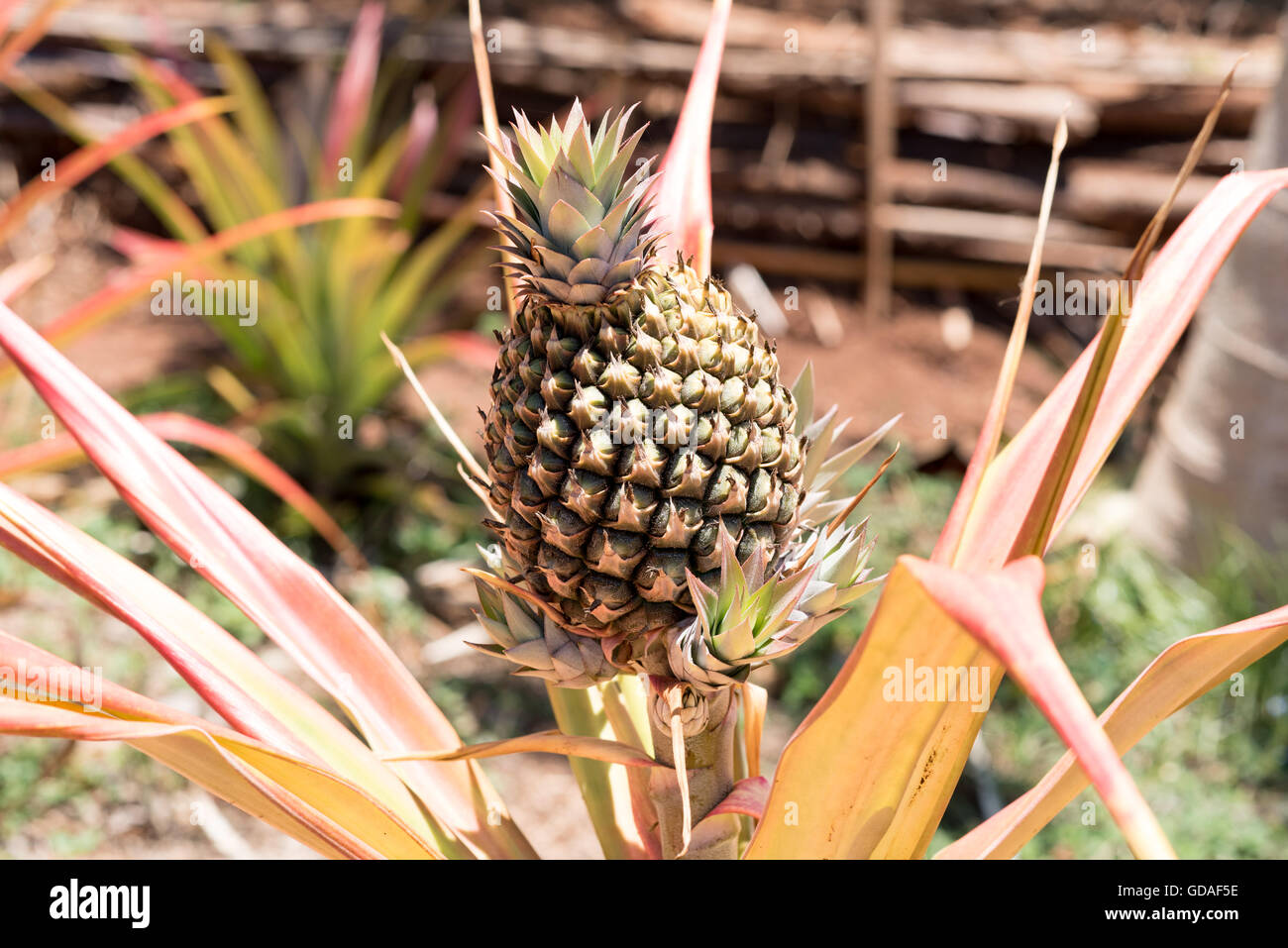 Costa Rica, Puntarenas, Pineapples (Ananas comosus resp. Ananas sativus), a species of the bromelian family (Bromeliaceae). Stock Photo