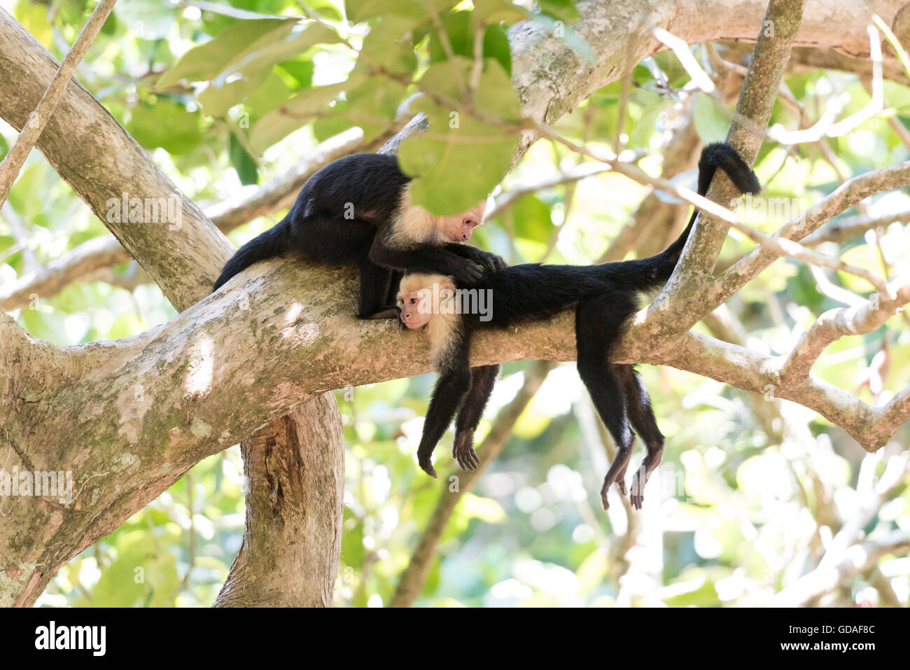Costa Rica, Puntarenas, Quepos, Manuel Antonio National Park, Two White
