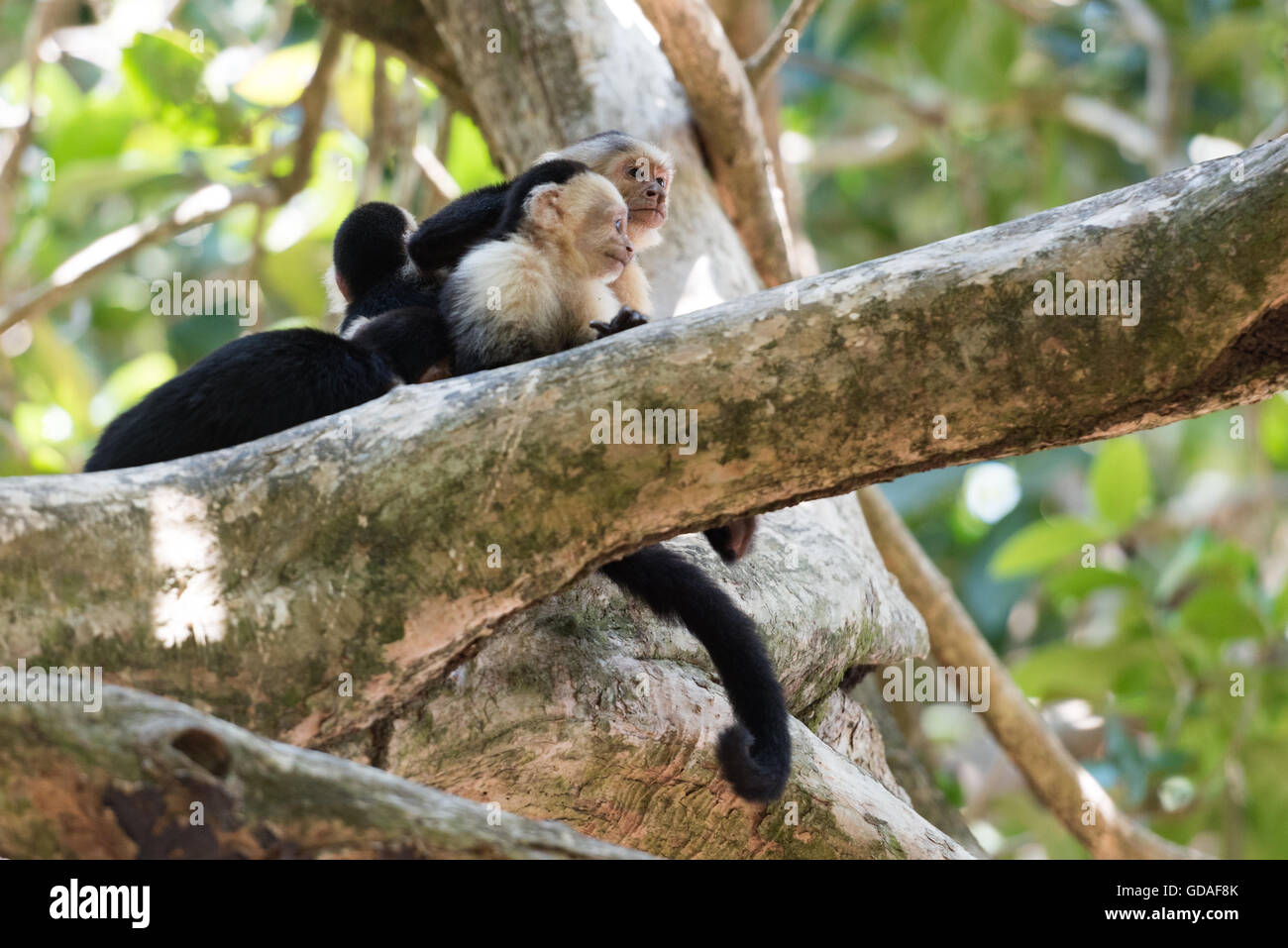 Costa Rica, Puntarenas, Quepos, Manuel Antonio National Park, Three