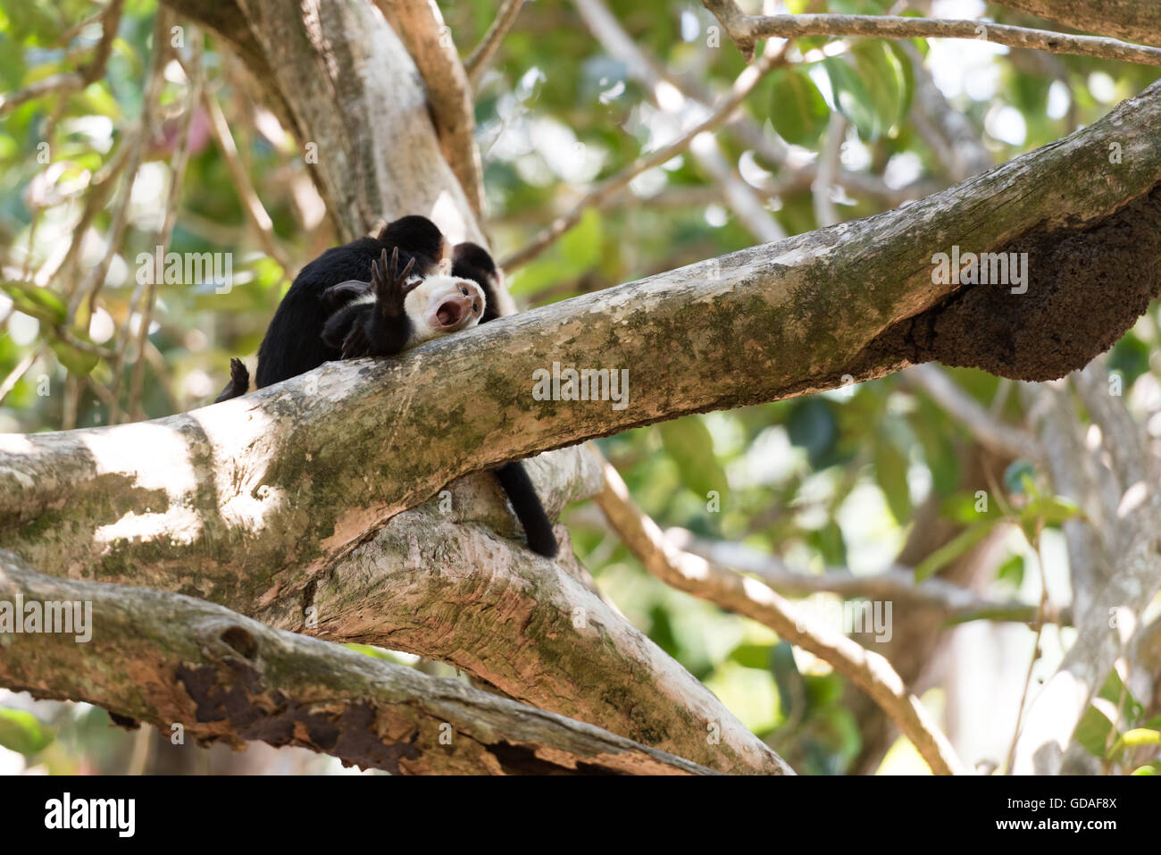 Costa Rica, Puntarenas, Quepos, Manuel Antonio National Park, Three