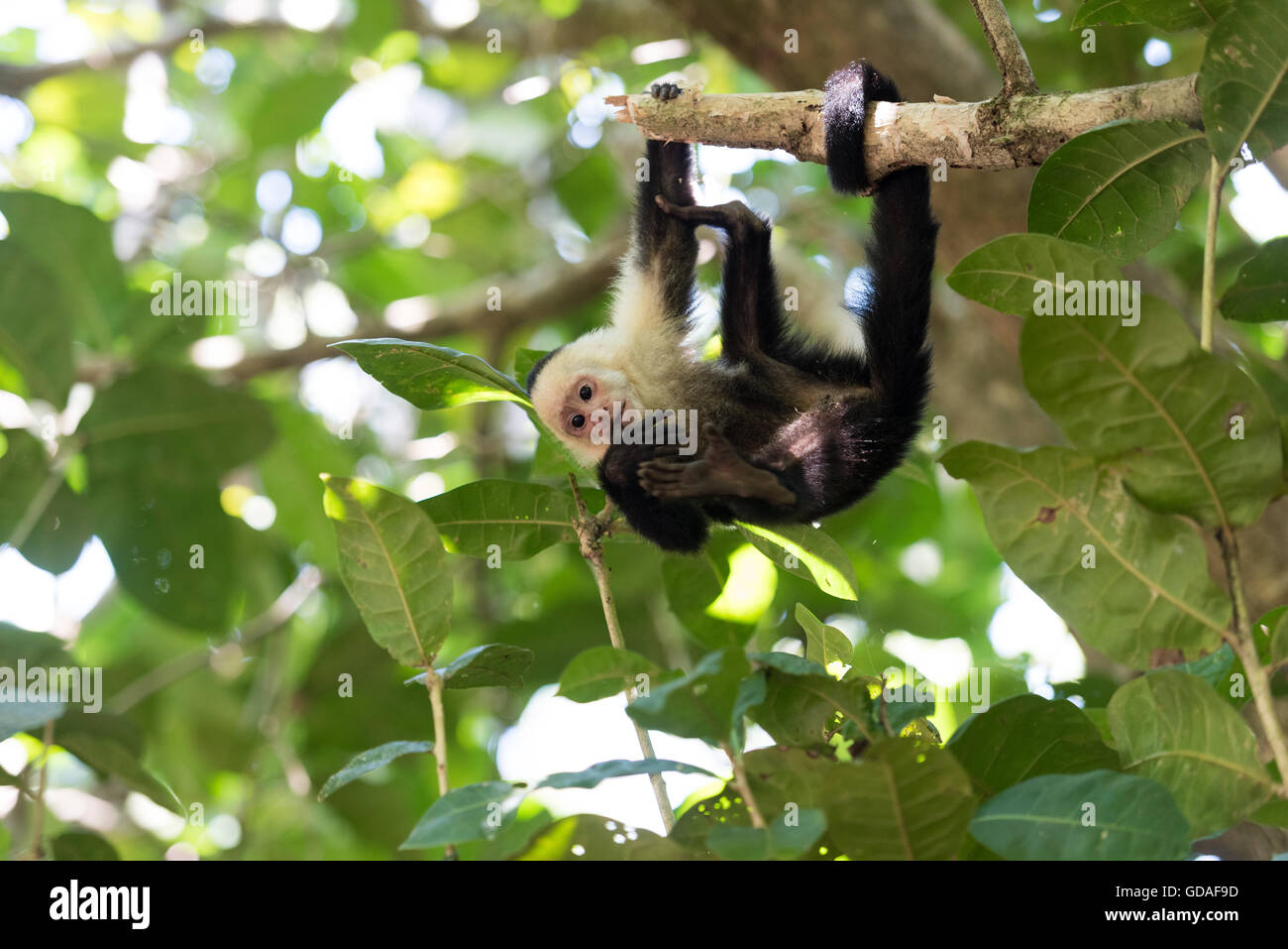 Costa Rica, Puntarenas, Quepos, Manuel Antonio National Park, A white
