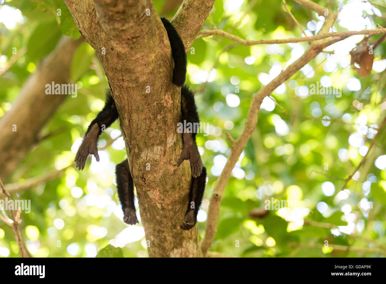 Costa Rica, Puntarenas, Quepos, Manuel Antonio National Park, White-faced Capuchin monkey hanging on a tree, Cebus capucinus, Cara blanca Stock Photo