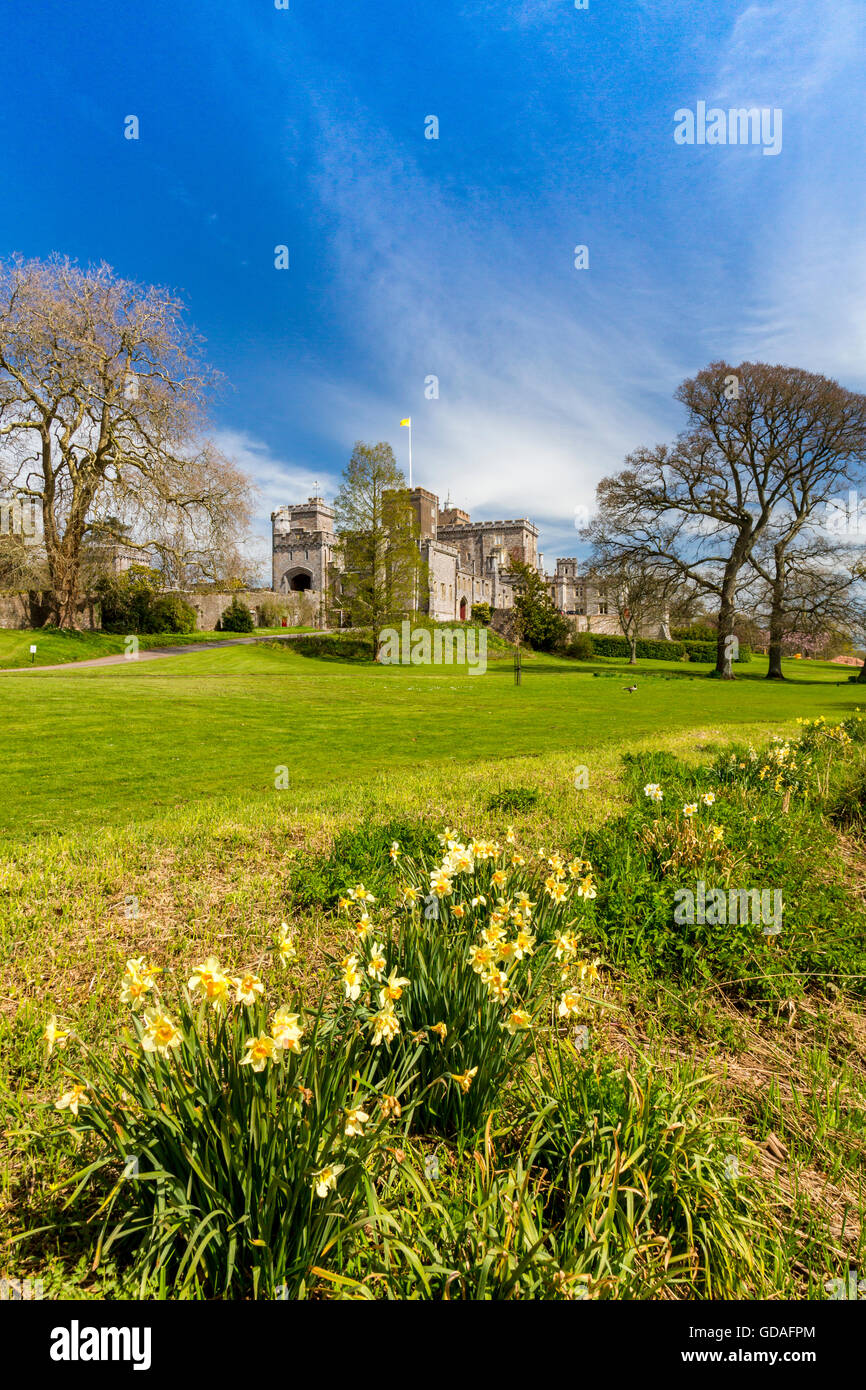Spring daffodils at Powderham Castle, home to the Earls of Devon in