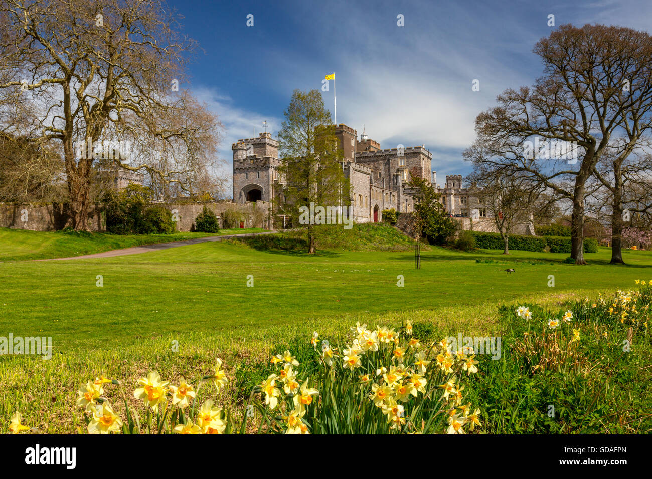 Spring daffodils at Powderham Castle, home to the Earls of Devon in