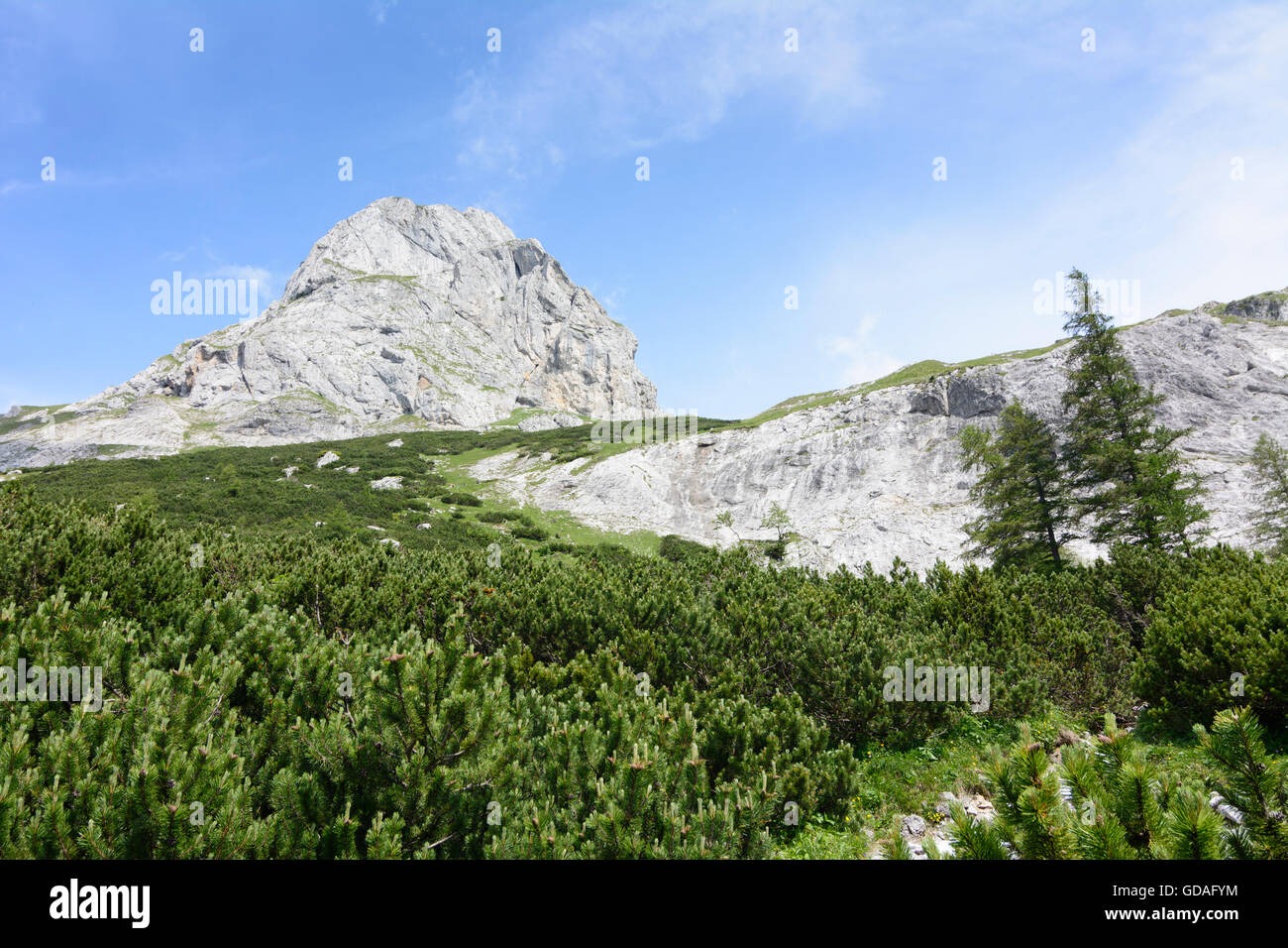 Hochschwab Mountains: mount Zagelkogel, mountain pine ( Pinus mugo ), Austria, Steiermark, Styria, Hochsteiermark Stock Photo