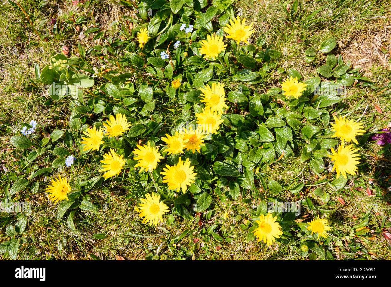 Hochschwab Mountains: Alpine hawkweed ( Hieracium alpinum L. ), Austria, Steiermark, Styria, Hochsteiermark Stock Photo