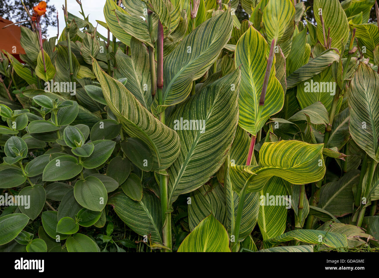 banana-shaped leaves, Bird-of-Paradise, plant, Strelitziaceae Strelitzia, Saintsbury Winery, Napa Valley, California Stock Photo
