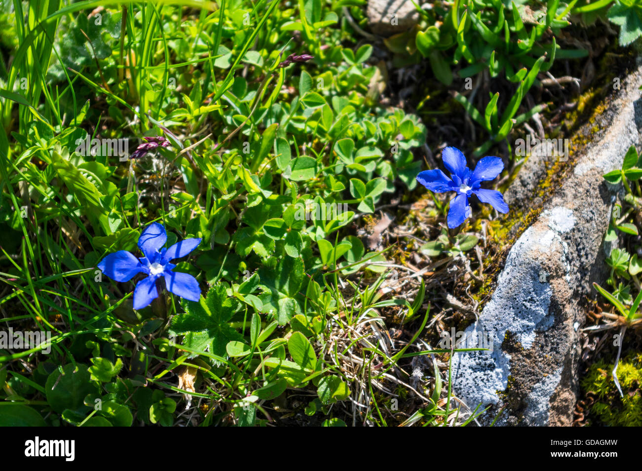 Spring gentian (Gentiana verna) flowering in the Berner Oberland area of the Swiss Alps. Stock Photo