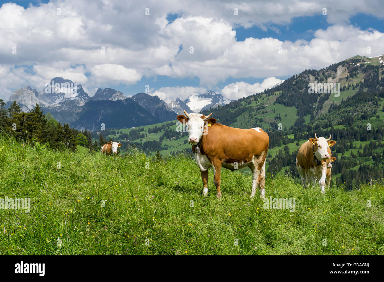 Simmentaler Fleckvieh cows (Bos taurus) on a mountain pasture in Switzerland. Stock Photo