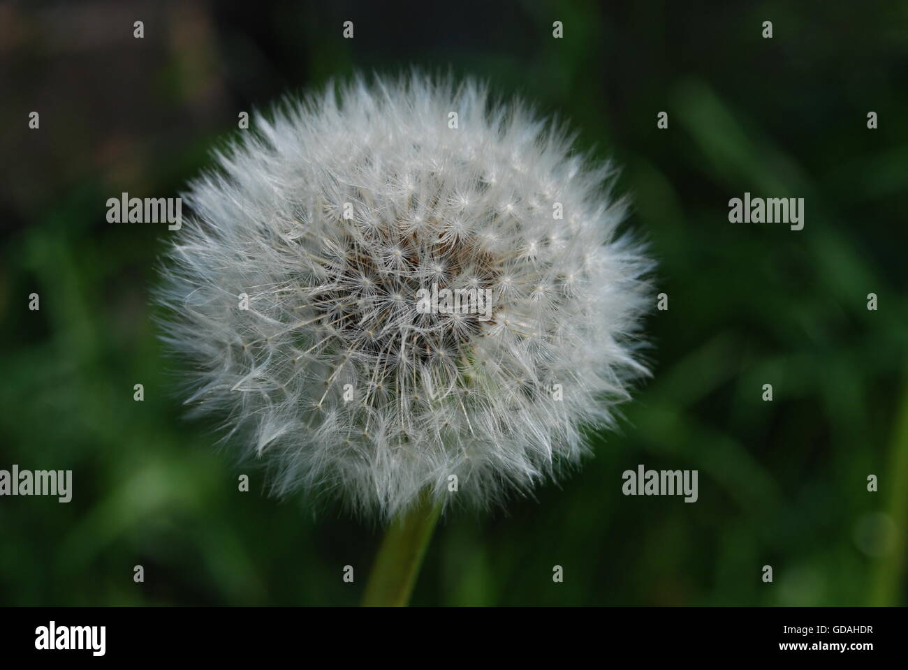 Dandelion Seedhead Stock Photo
