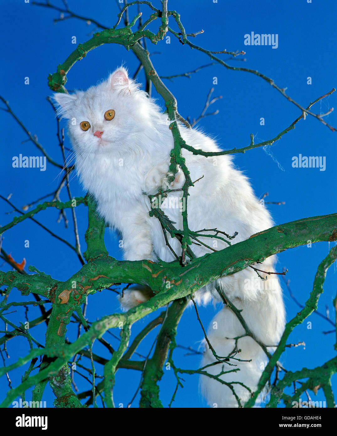 Pedigree Persian Cat Hi Res Stock Photography And Images Page 17 Alamy