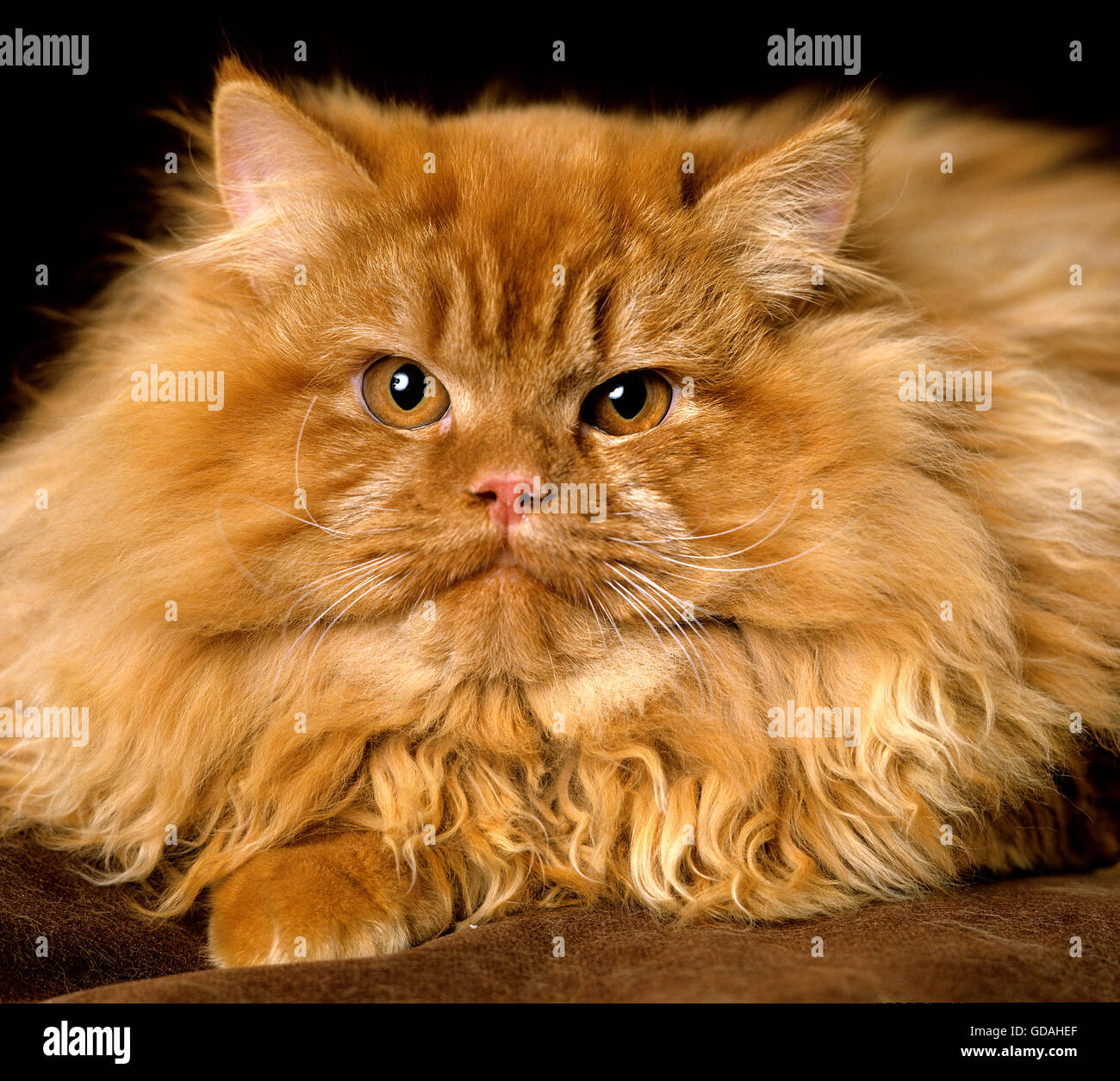 Red persian cat hires stock photography and images Alamy