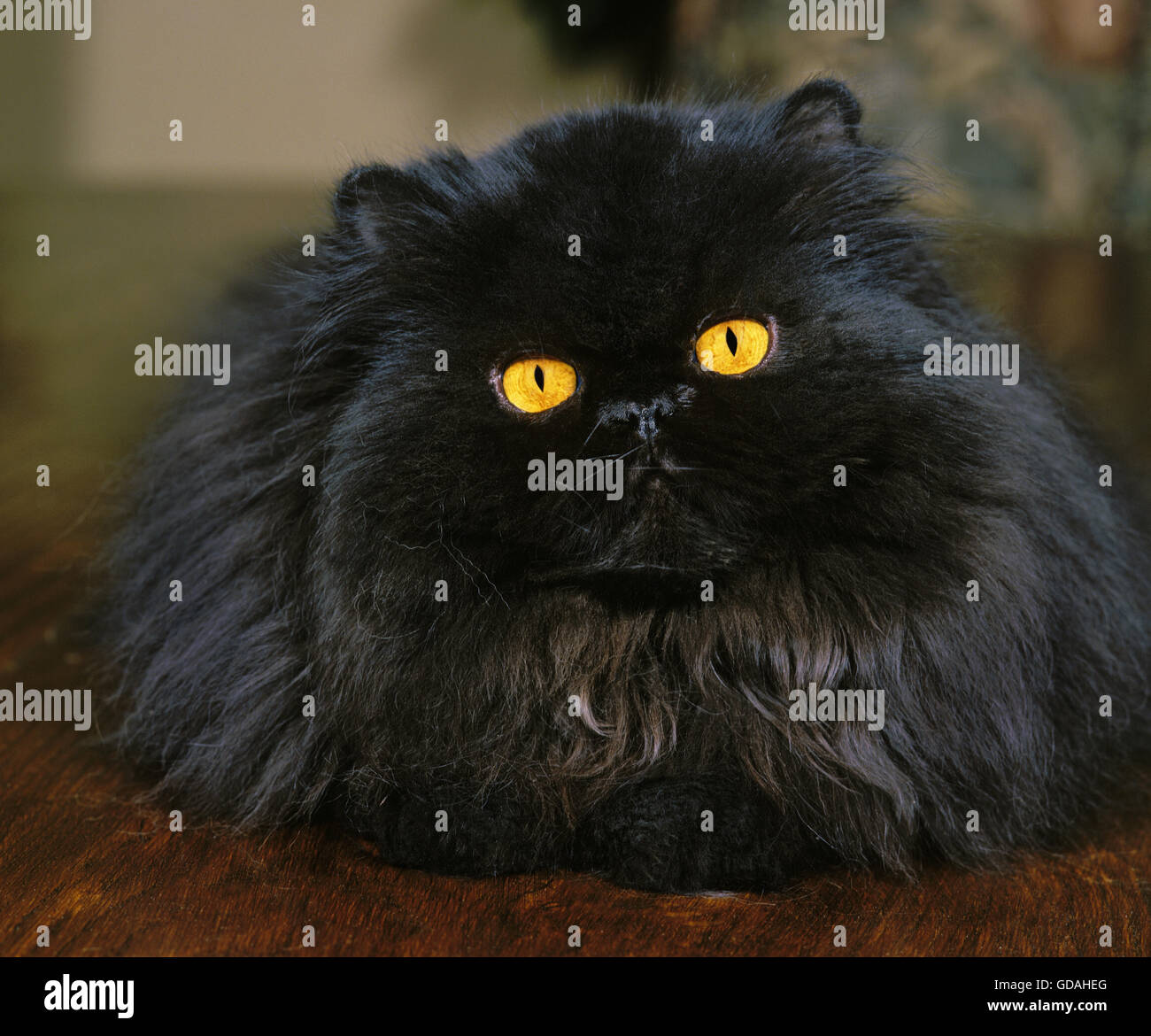 Black Persian Domestic Cat Stock Photo